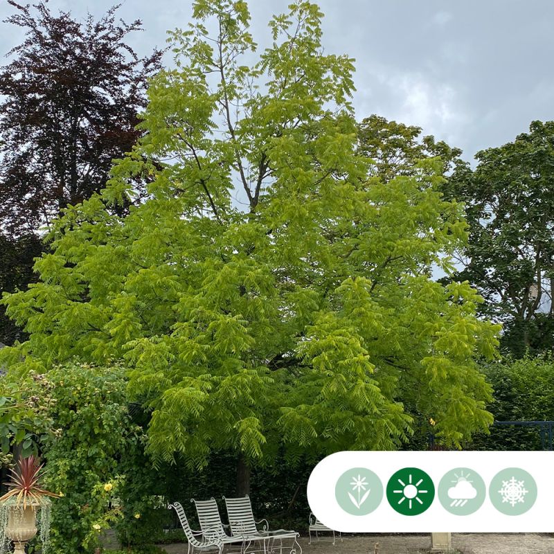Juglans Nigra 