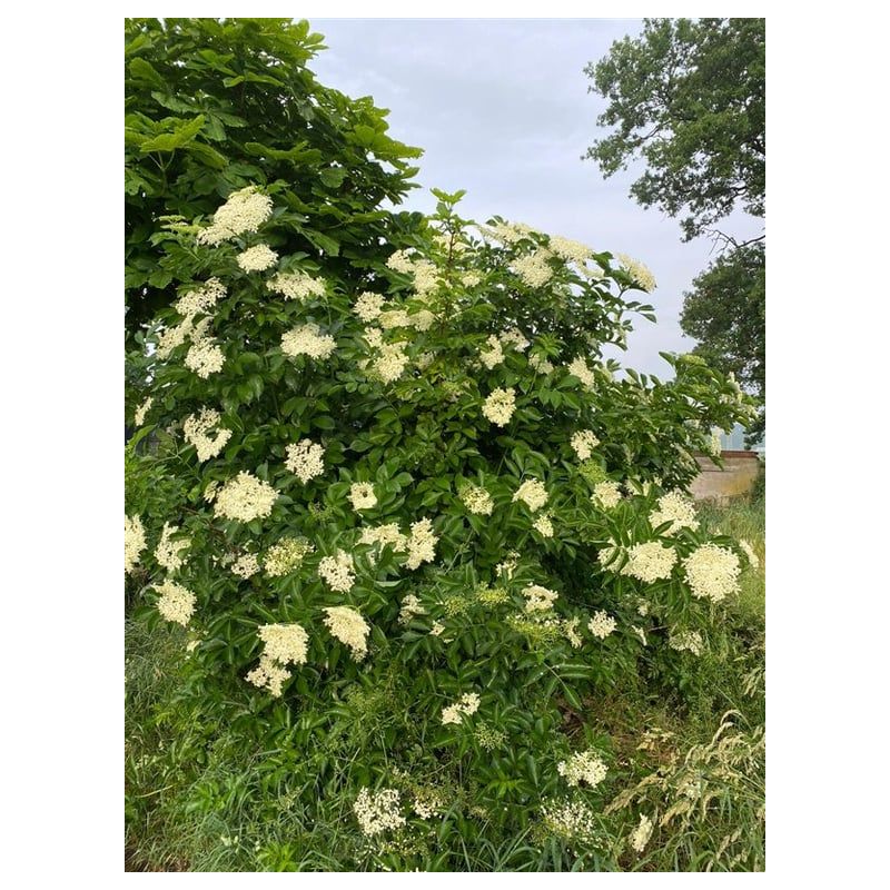 Sambucus nigra