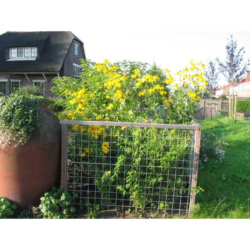 Rudbeckia Herbstsonne 