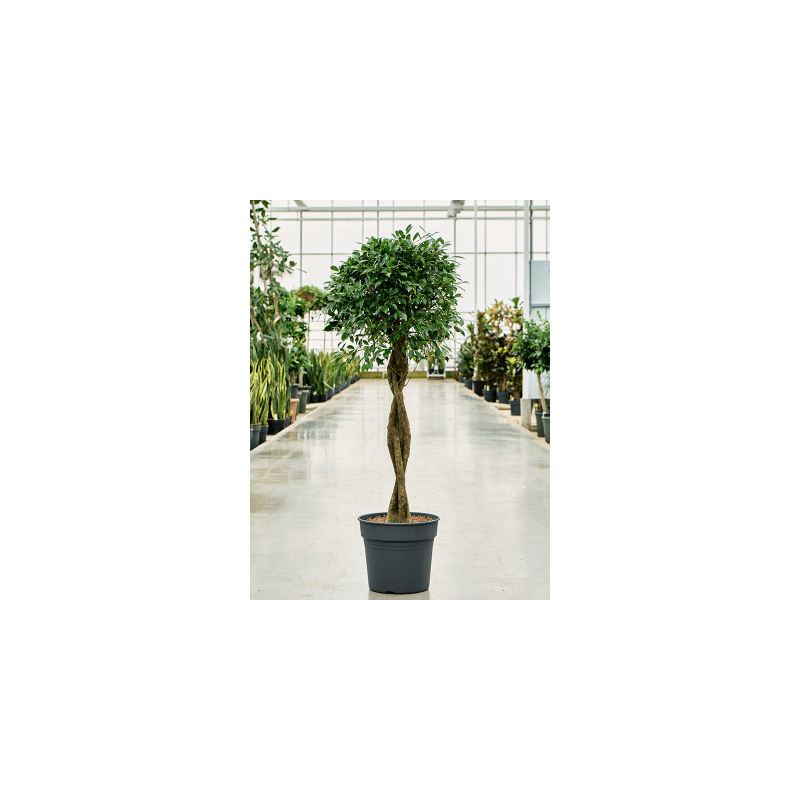 Ficus Nitida gevlochten stam