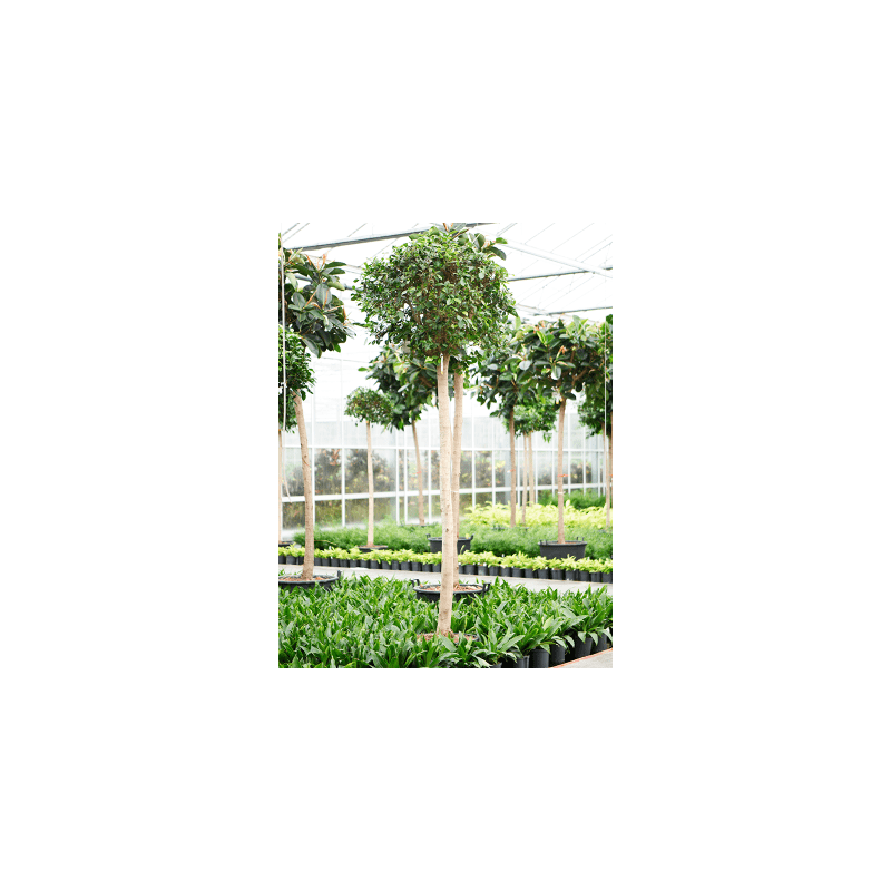 Ficus Nitida op stam