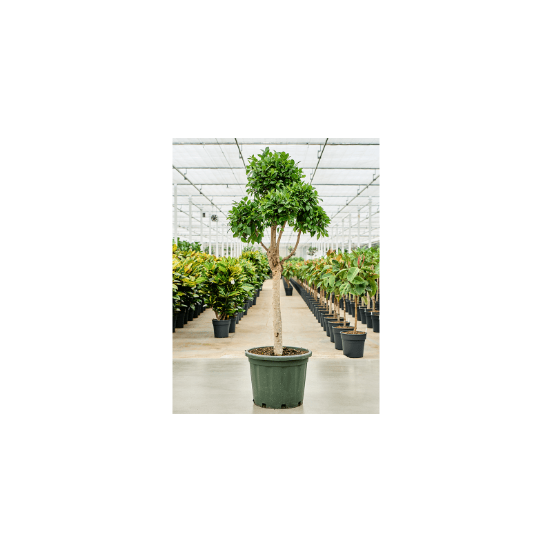 Ficus Microcarpa Nitida pon pon