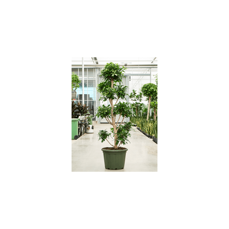 Ficus Microcarpa Nitida pon pon