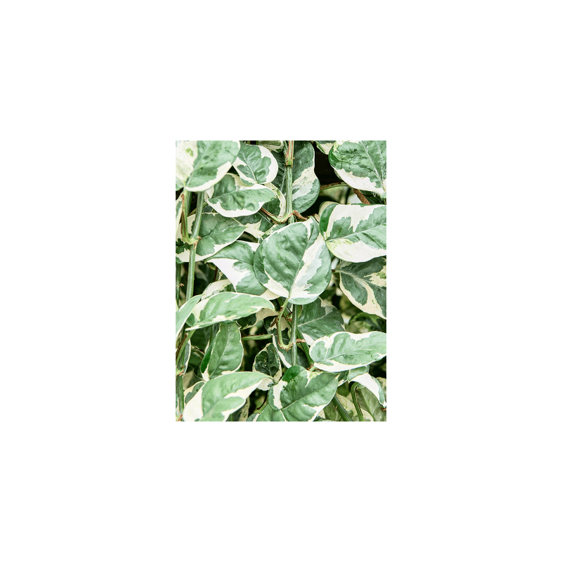 Scindapsus N'joy