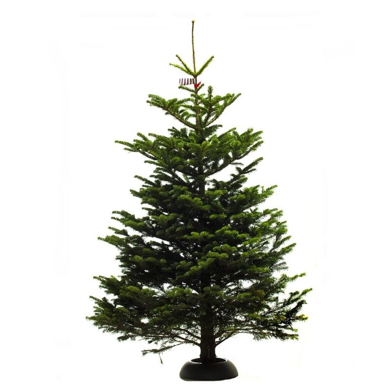 Kerstboom Nordmann