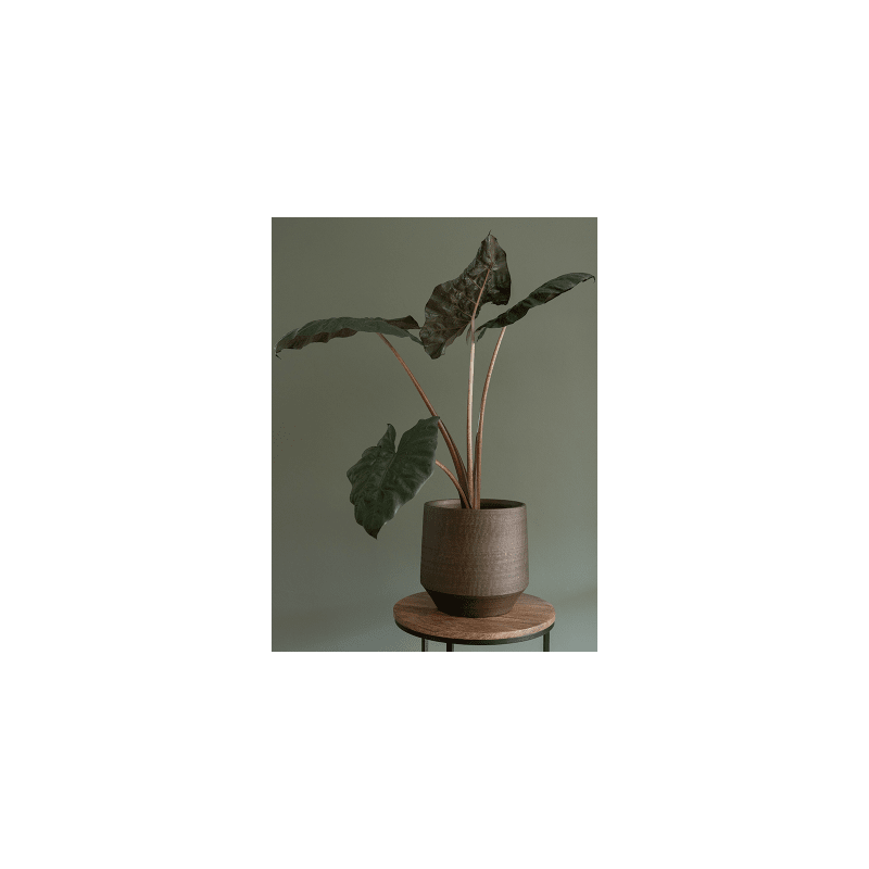 Norell Chestnut Brown