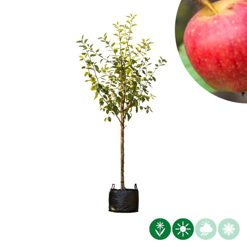 Malus Notarisappel - halfstam