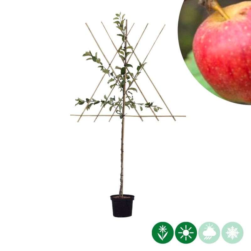 Malus Notarisappel - leiboom