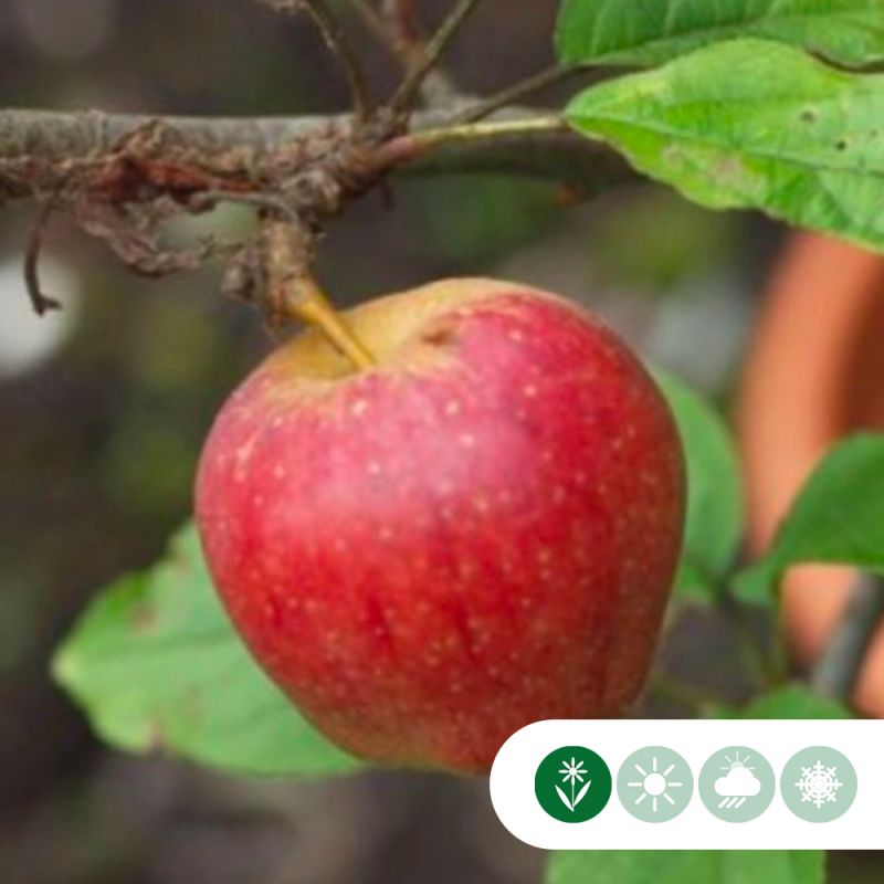 Malus Notarisappel - halfstam