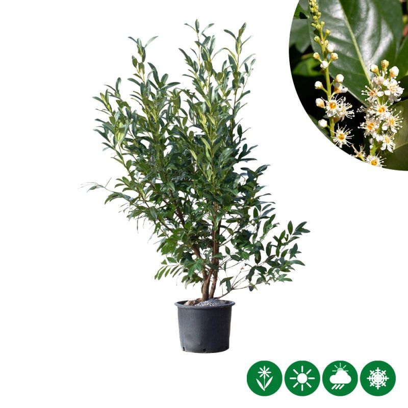 Prunus Novita - haag