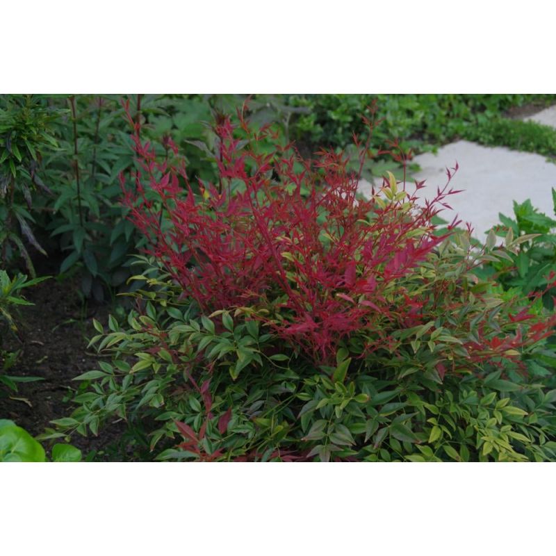 Nandina Obsessed