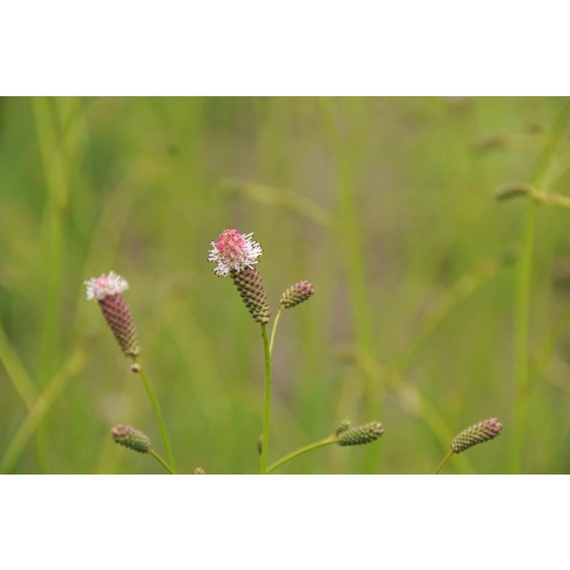 Sanguisorba Pink Tanna