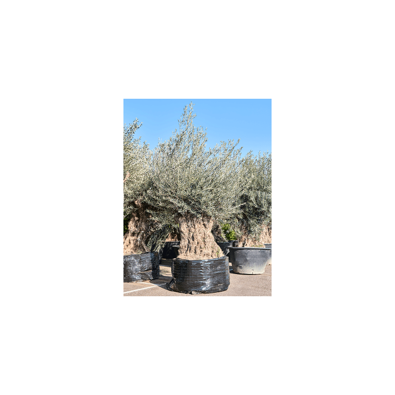 Olea europaea - bonsai