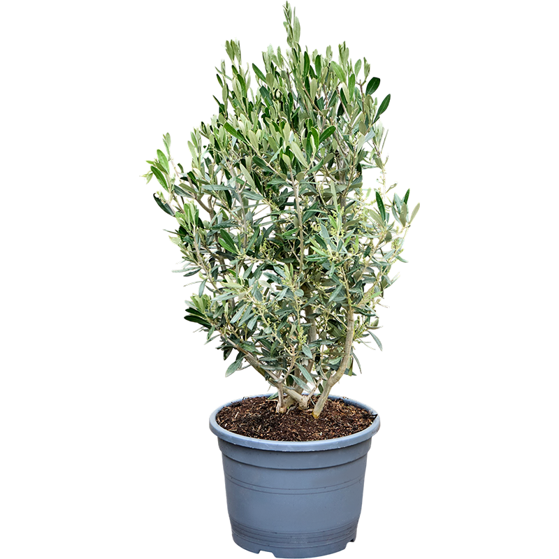 Olea europaea - bush