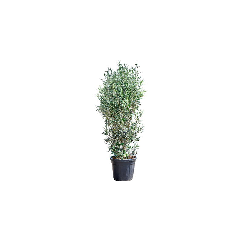 Olea europaea - bush XL