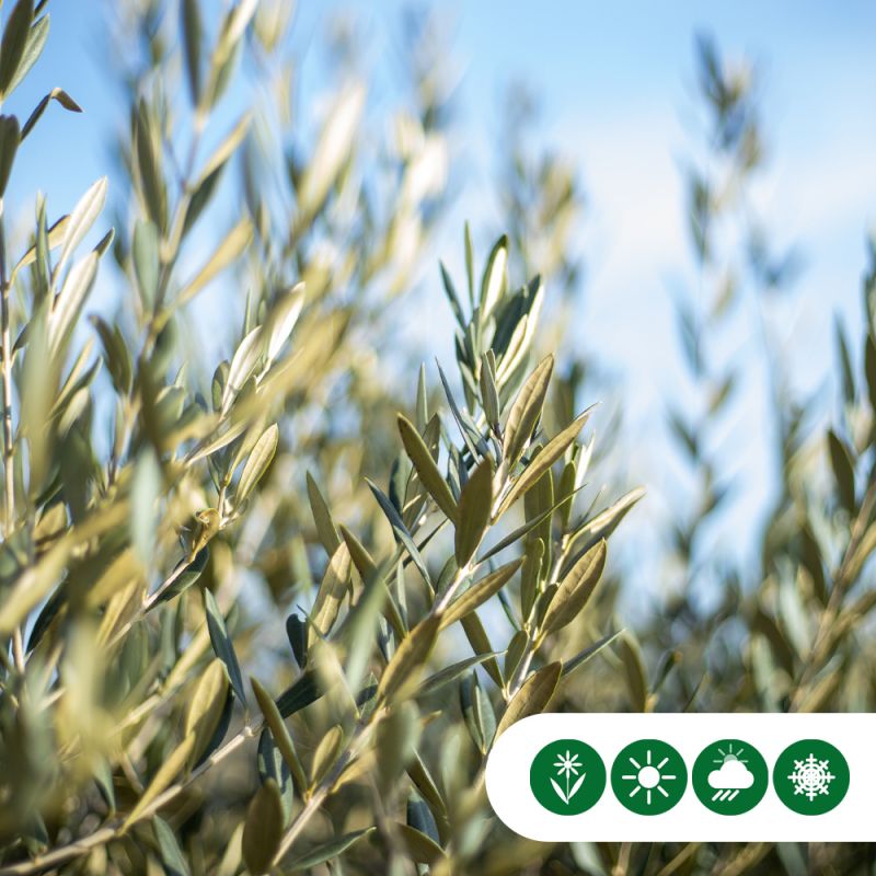 Olea europaea - spiraalvorm