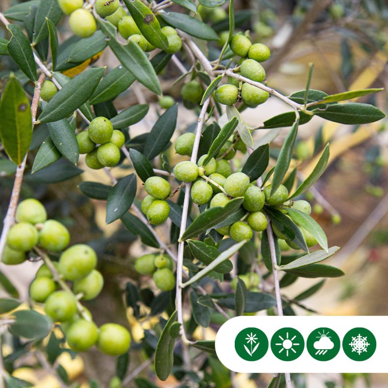Olea europaea - hoogstam