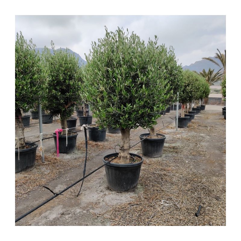 Olea Europaea