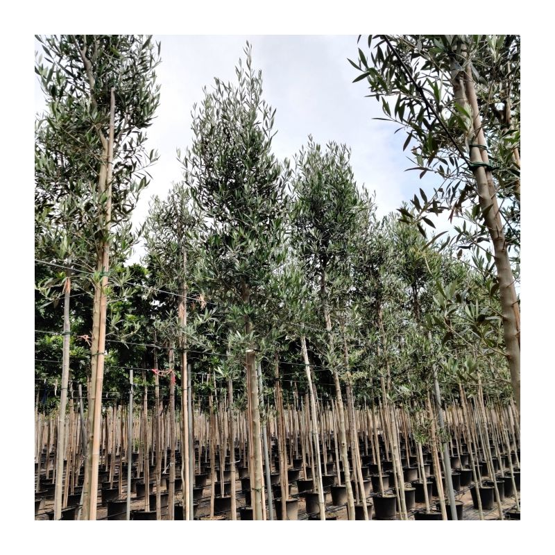 Olea Europaea - hoogstam