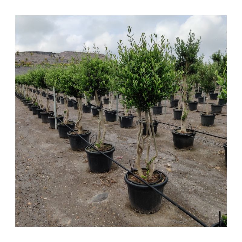 Olea europaea - meerstammig