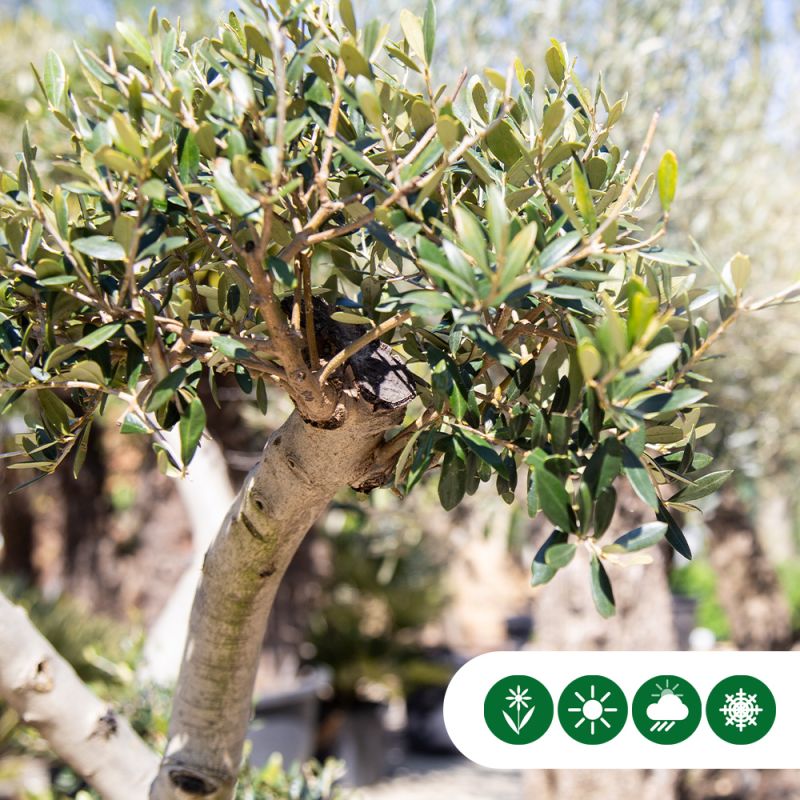 Olea europaea Pon Pon