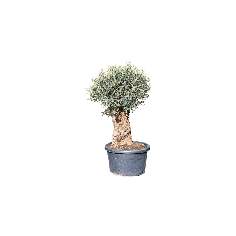 Olea europaea - robuuste stam