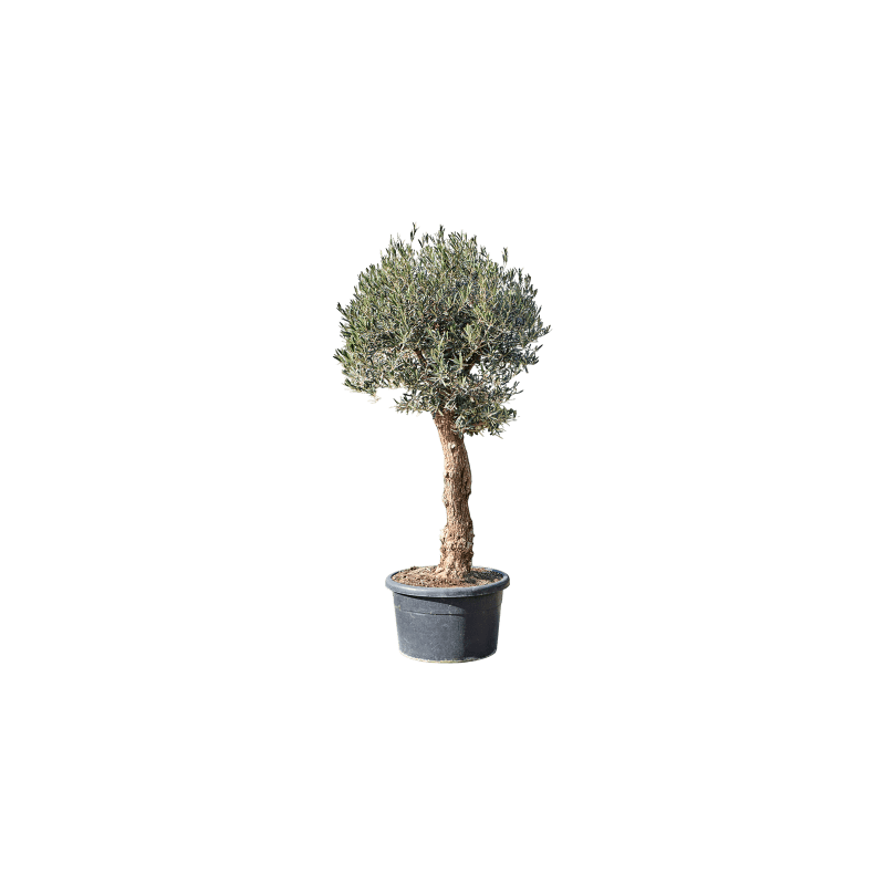 Olea europaea - robuuste stam