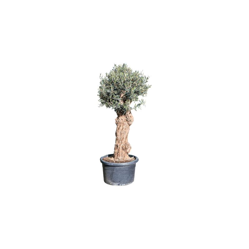 Olea europaea - robuuste stam