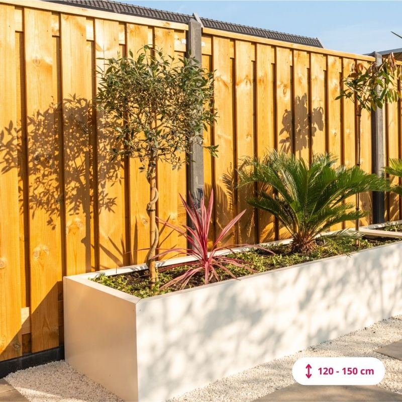 Olea europaea - spiraalvorm