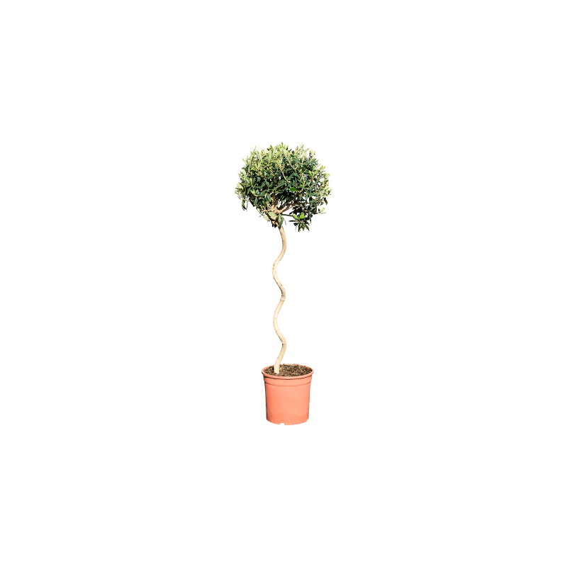 Olea europaea - spiraalstam