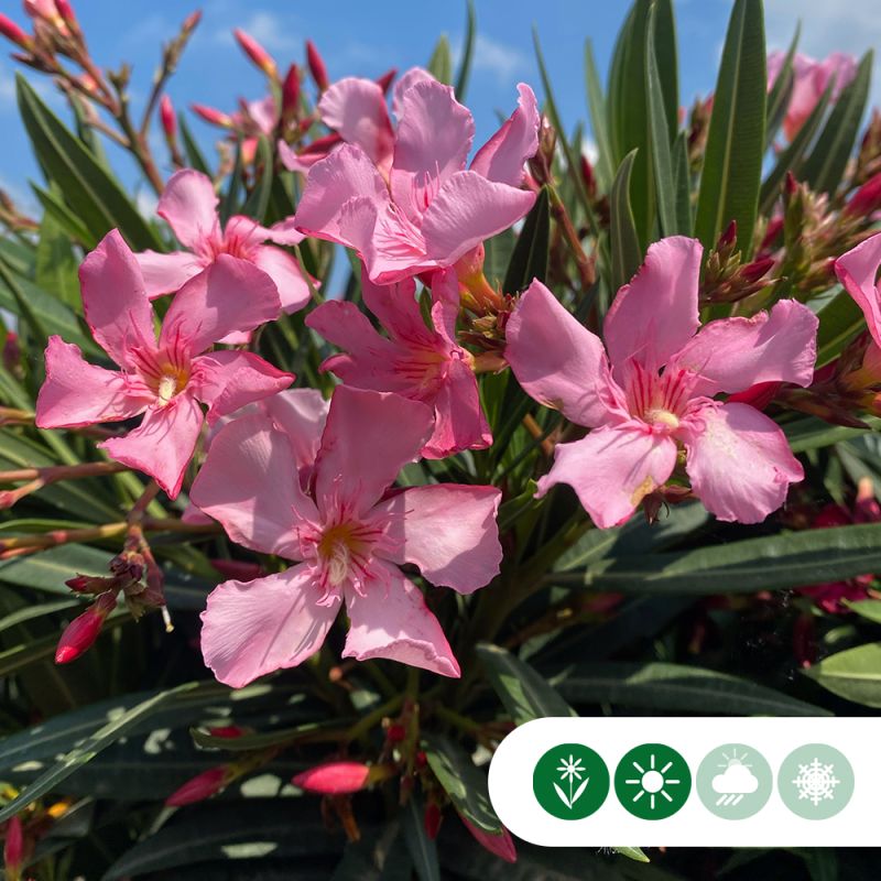 Nerium oleander roze