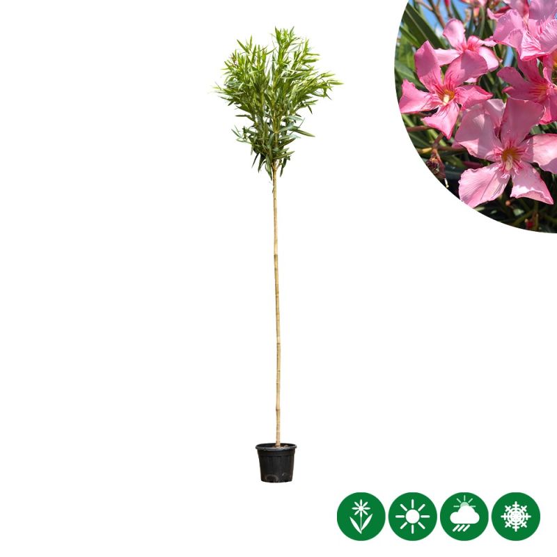 Nerium oleander roze