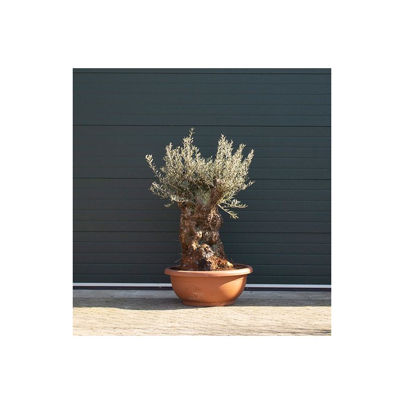 Olea europaea - bonsai 
