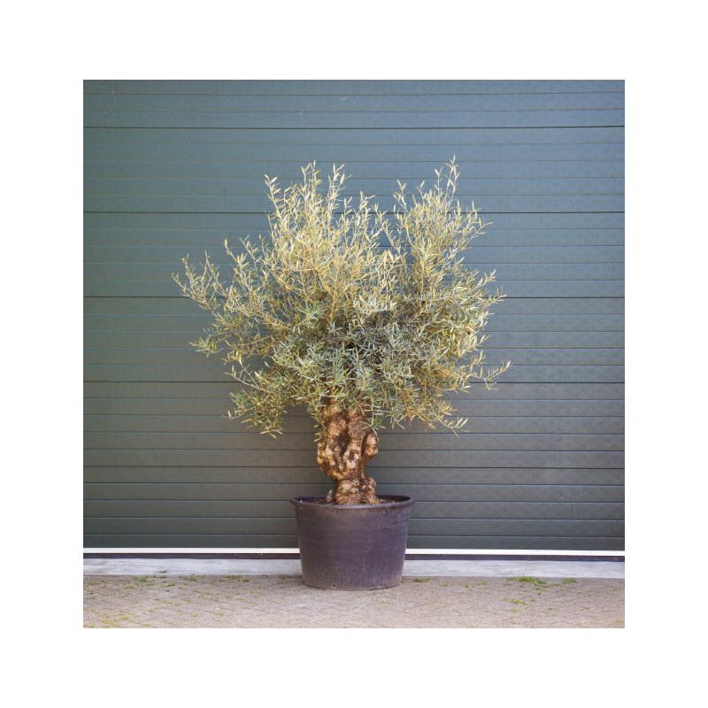 Olea Europaea - grillige stam