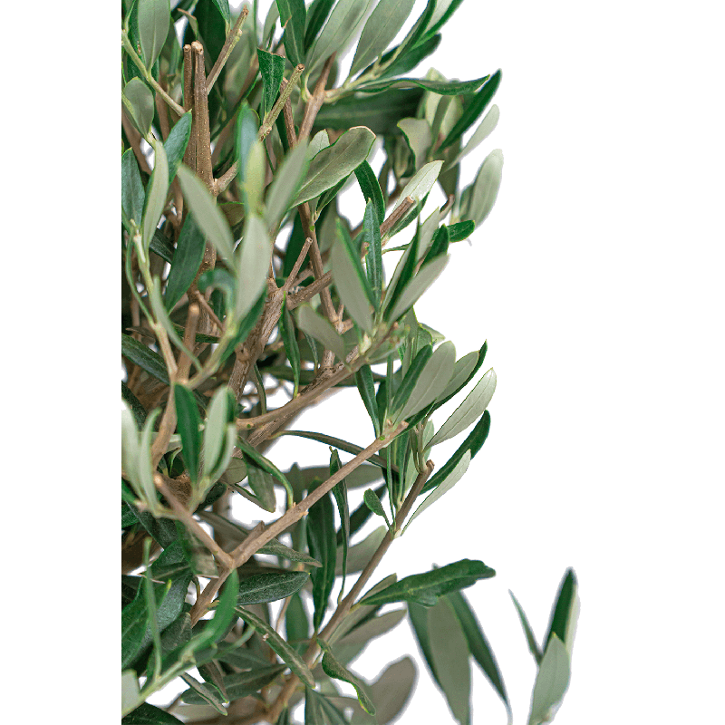 Olea Europaea op stam XL