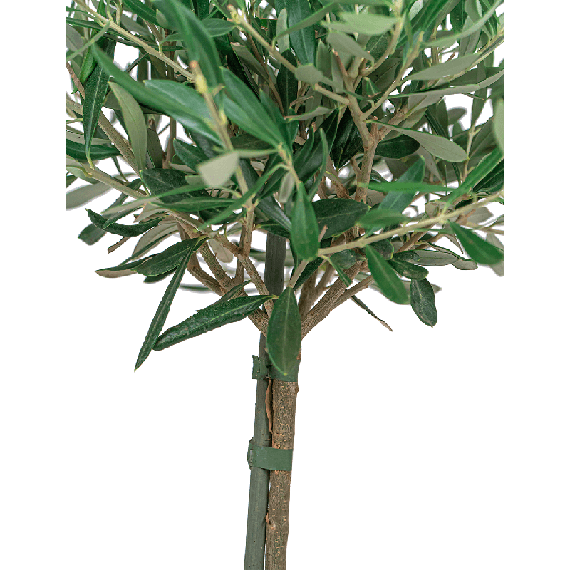Olea Europaea in Elho Greenville groen