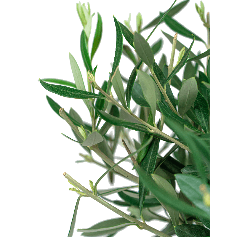 Olea Europaea small in Elho Greenville groen