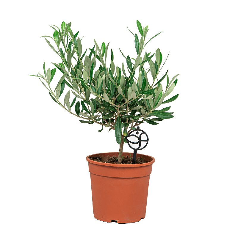 Olea Europaea struik 