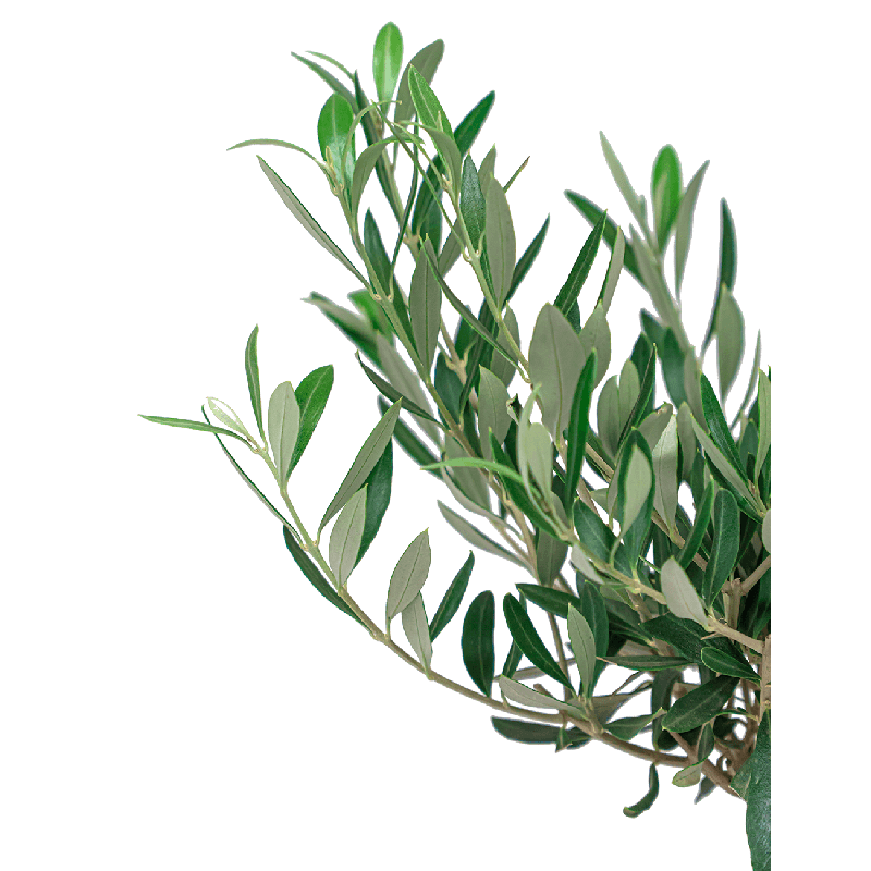 Olijfboom met olijfolie