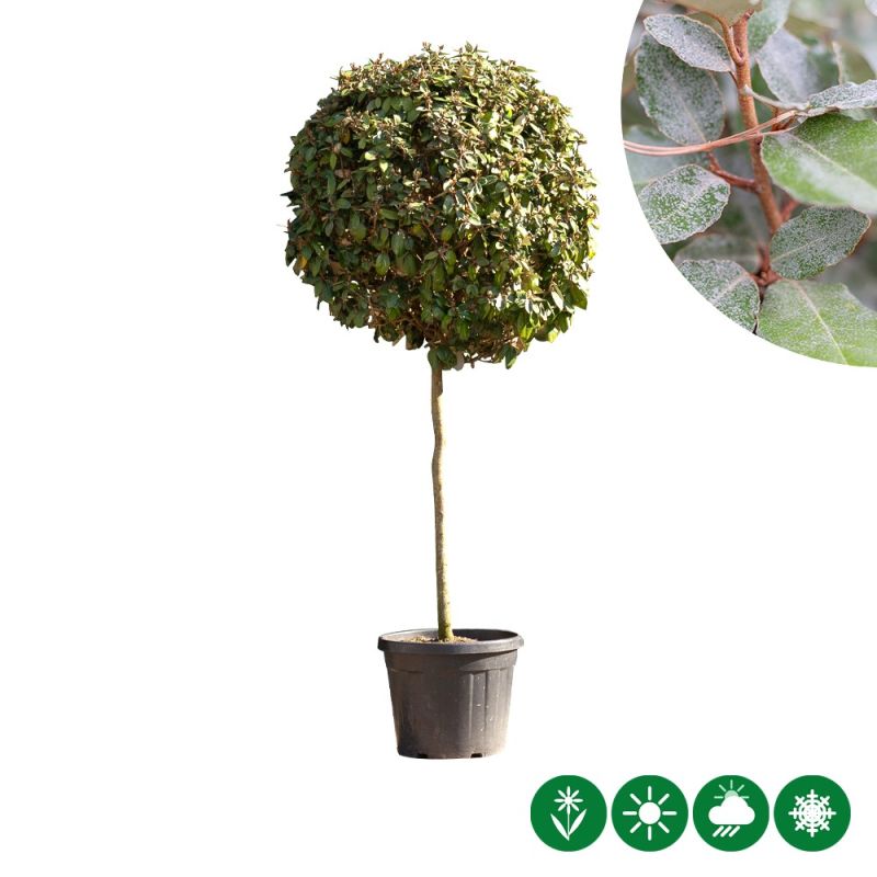 Elaeagnus ebbingei - bolvorm volgroeid