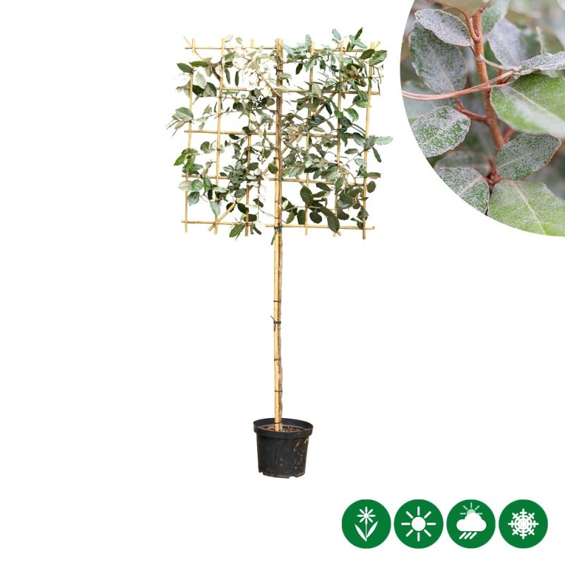 Elaeagnus ebbingei - leiboom laagstam