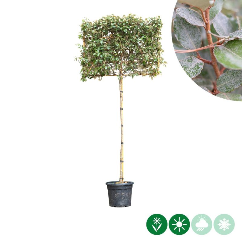 Elaeagnus ebbingei - leiboom volgroeid