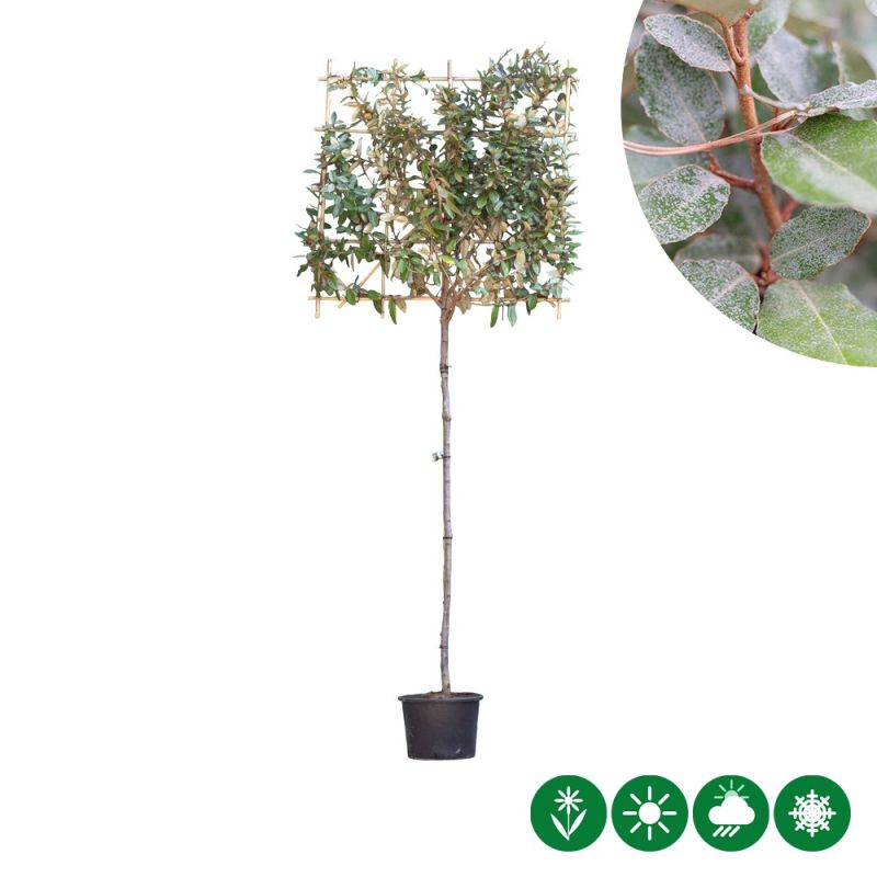 Elaeagnus ebbingei - leiboom