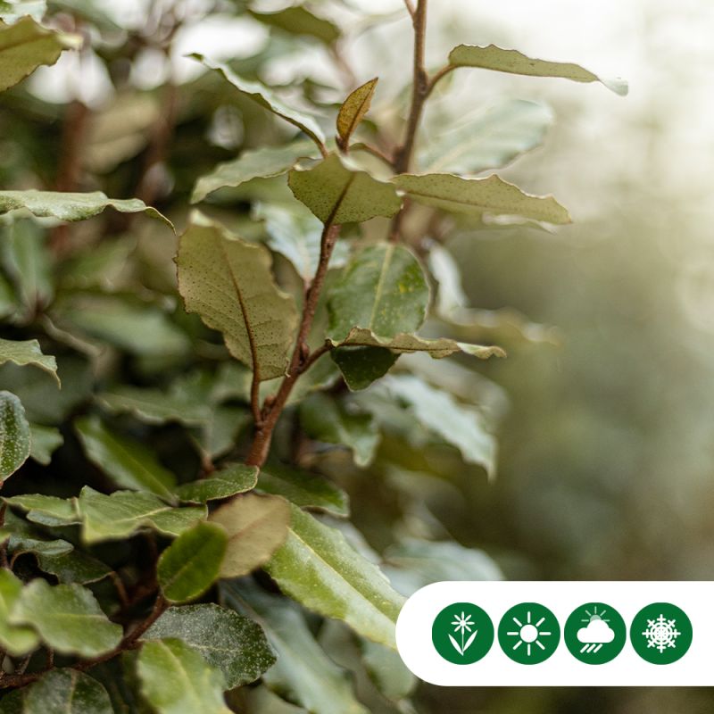 Elaeagnus ebbingei - leiboom volgroeid