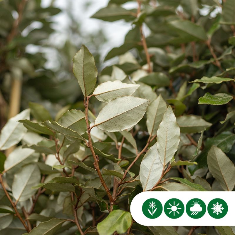 Elaeagnus ebbingei - leiboom volgroeid