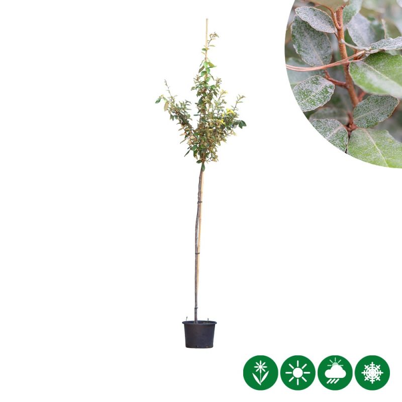 Elaeagnus ebbingei
