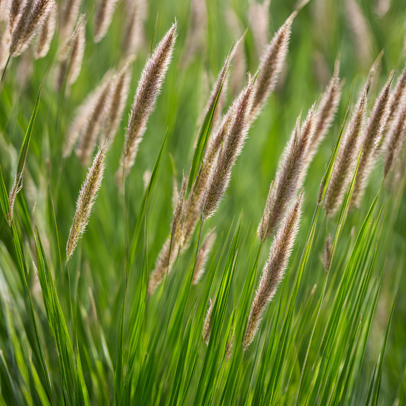 Pennisetum Viridescens