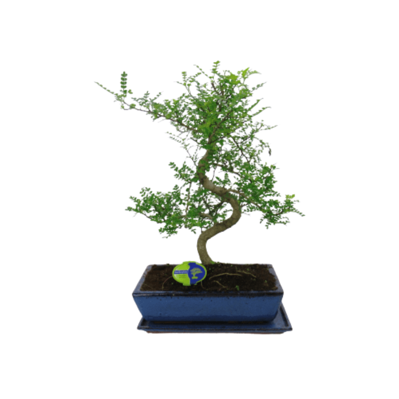 Zanthoxylum piperitum - bonsai