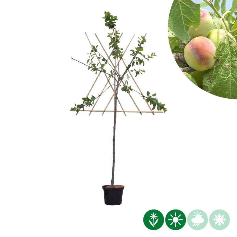Prunus Opal - leiboom
