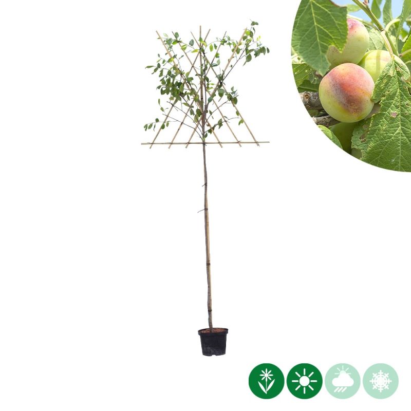 Prunus Opal - leiboom hoogstam